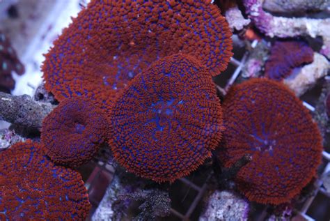 Carpet mushroom coral